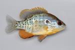 Lepomis humilis male4 by BZ