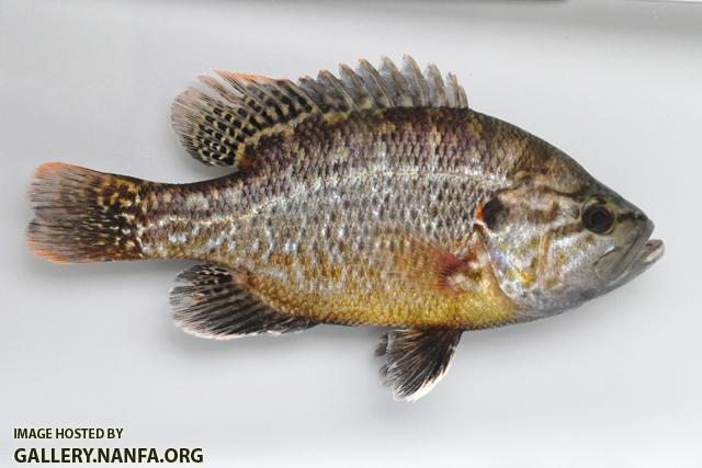 Lepomis gulosus male1 by BZ