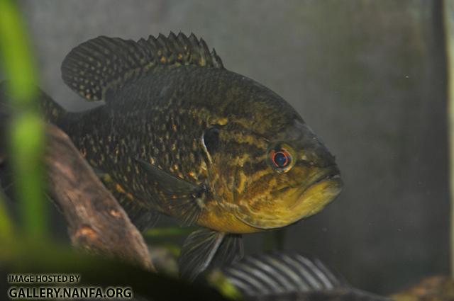 Lepomis gulosus male3 by BZ