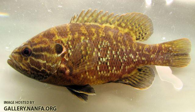 Lepomis gulosus male4 by BZ
