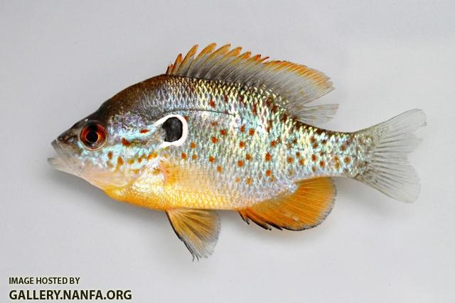Lepomis humilis male3 by BZ