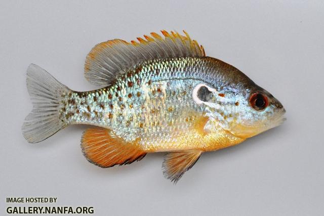 Lepomis humilis male4 by BZ