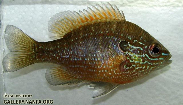 Lepomis marginatus western male young2 by BZ