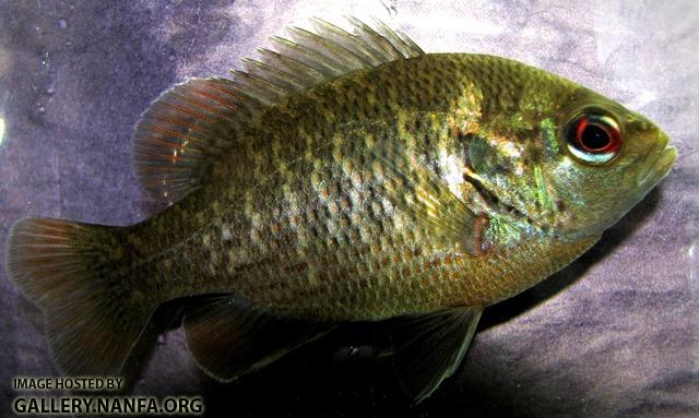 Lepomis miniatus male young2 by BZ