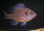 Lepomis punctatus male young1 by BZ