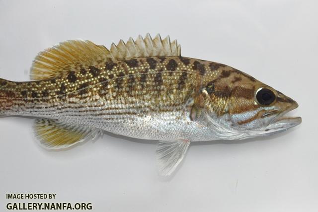 Micropterus coosae 1 by BZ