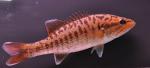 Micropterus coosae 9 by BZ