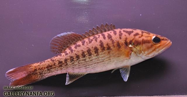 Micropterus coosae 10 by BZ