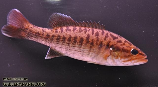 Micropterus coosae 11 by BZ