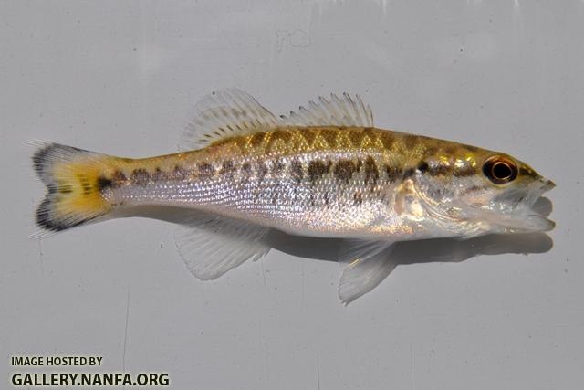 Micropterus henshalli juvenile1 by BZ