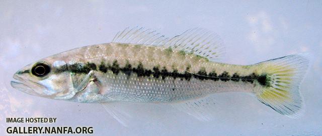 Micropterus punctulatus juvenile2 by BZ