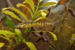 Esox americanus vermiculatus juvenile3 by BZ