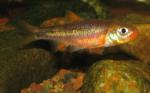 Notropis chiliticus 2 by BZ