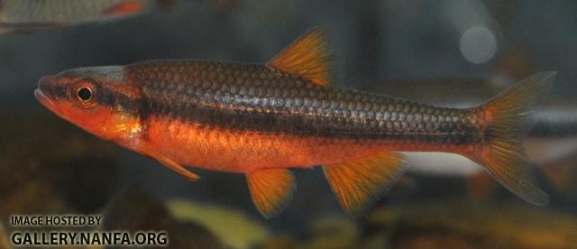 Notropis lutipinnis male1 by BZ