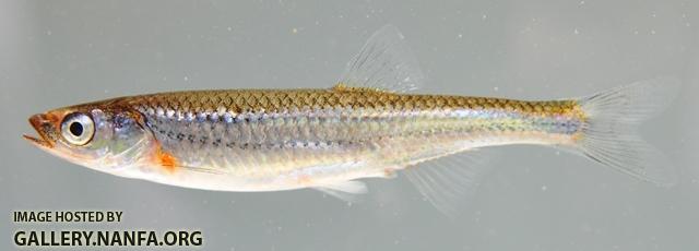 Notropis rubellus 1 by BZ