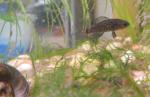 2014 pygmy sunfish (3)