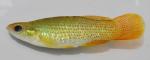 Fundulus chrysotus male(typical)1 by BZ