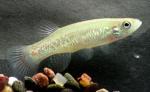 Fundulus chrysotus male(typical)2 by BZ