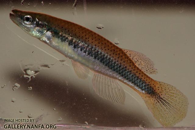 Fundulus olivaceus male1 by BZ