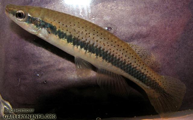 Fundulus olivaceus male2 by BZ