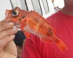 redfish 1 close rsz