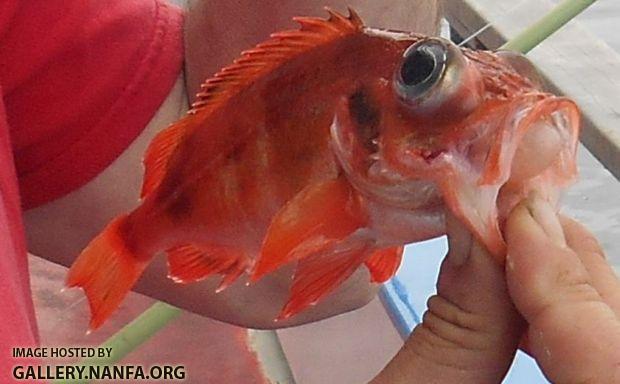 redfish 2 close rsz