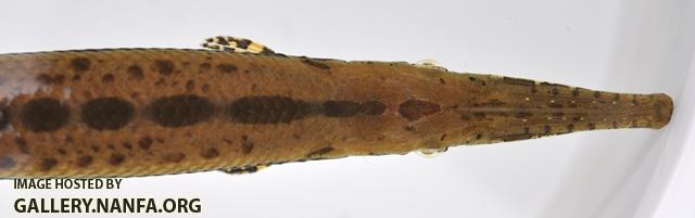 Lepisosteus oculatus juvenile2 by BZ