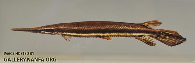 Lepisosteus platyrhincus juvenile1 by BZ