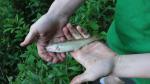 Little Kanawha River Fish