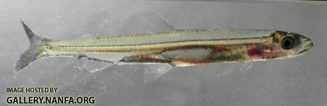 Osmerus mordax juvenile1 by BZ