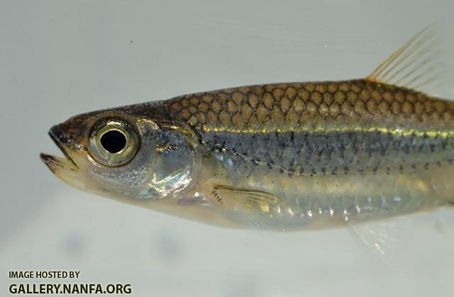 Notropis scepticus male2 by BZ