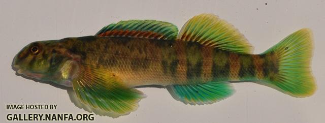 Etheostoma blennioides male1 by BZ