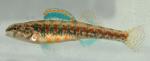 Etheostoma exile male2 by BZ