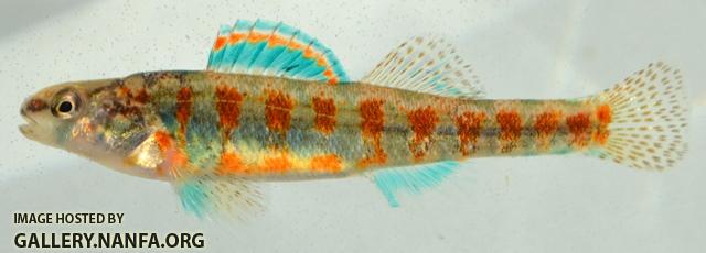 Etheostoma exile male1 by BZ