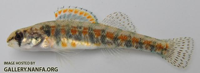 Etheostoma exile male3 by BZ