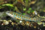 Etheostoma exile male6 by BZ