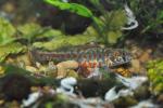 Etheostoma exile male7 by BZ