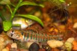 Etheostoma exile male8 by JZ