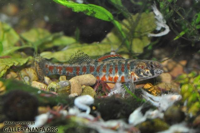 Etheostoma exile male7 by BZ