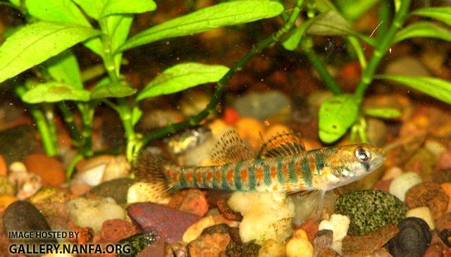 Etheostoma exile male9 by JZ