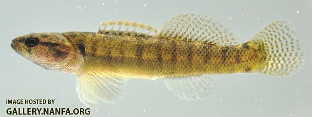 Etheostoma flabellare male1 by BZ