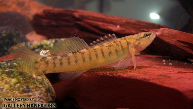Etheostoma flabellare male2 by BZ