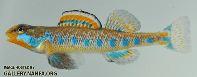 Etheostoma gore male1 by BZ