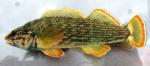 Etheostoma rufilineatum male1 by BZ
