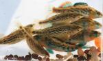 Etheostoma spectabile 4pairs by JZ