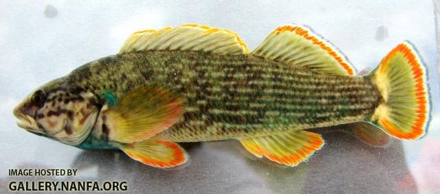 Etheostoma rufilineatum male1 by BZ