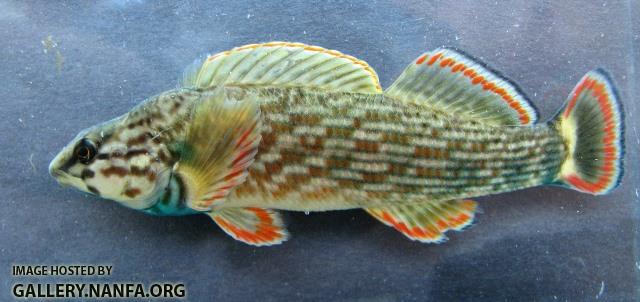 Etheostoma rufilineatum male2 by BZ