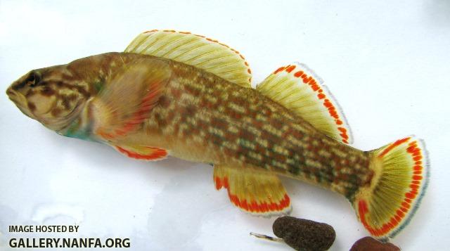 Etheostoma rufilineatum male4 by BZ