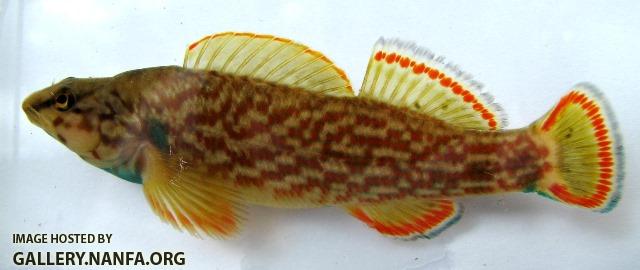 Etheostoma rufilineatum male5 by BZ