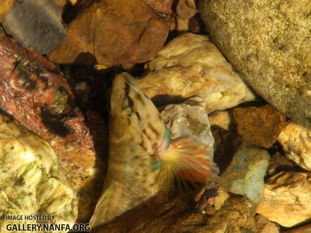 Etheostoma rufilineatum male8 by BZ